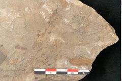 Foto (Detailansicht) von Walchia piniformis Sternbg. (NHMW-GEO-2024-0188-11127)